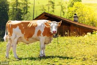 牛剖腹产视频,兽医专家亲授操作技巧与注意事项